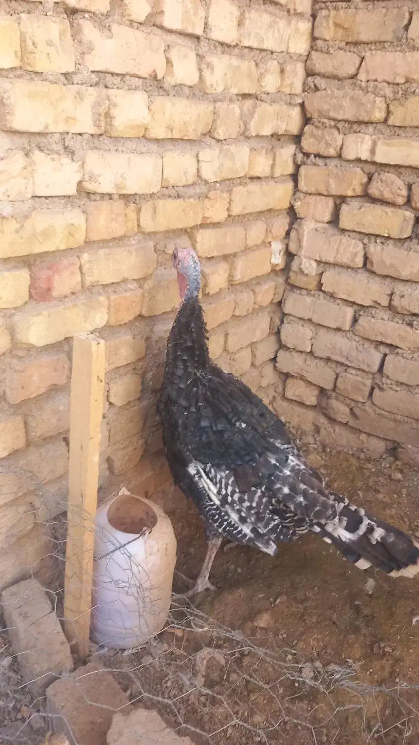 بوقلمون نر|حیوانات مزرعه|شیراز, کوشک میدان|دیوار