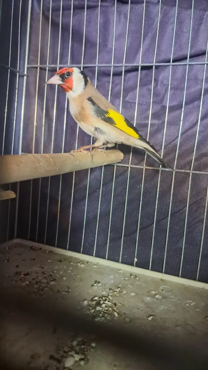 سهره|پرنده|خرمشهر, |دیوار