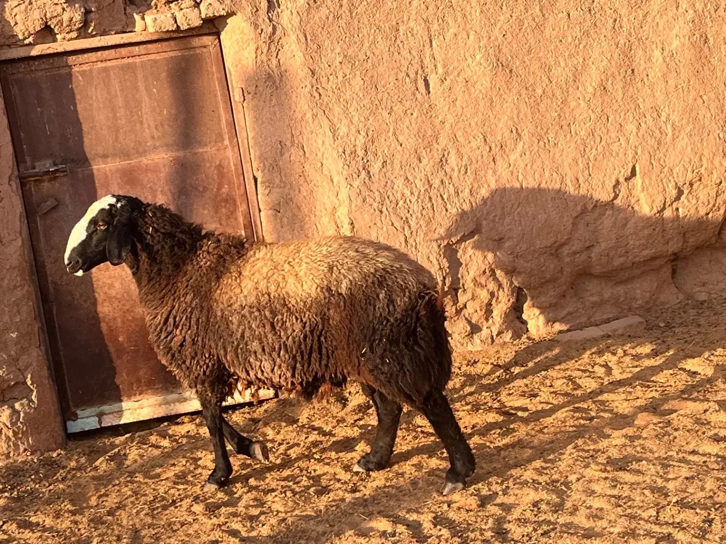 قوچ دو دندان شیشک شال|حیوانات مزرعه|رامند, |دیوار