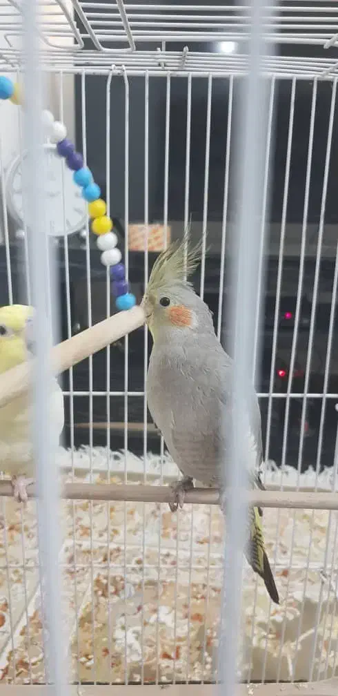 عروس هلندی|پرنده|لنگرود, |دیوار