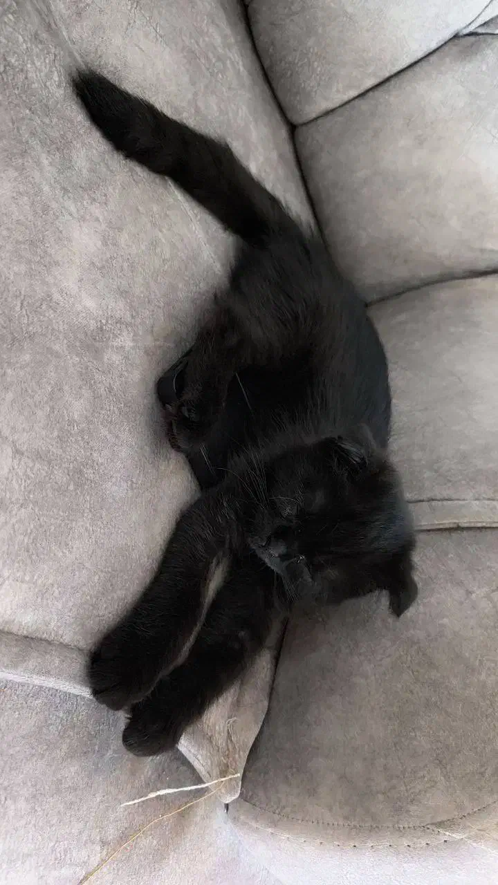 گربه|گربه|اهواز, نادری|دیوار