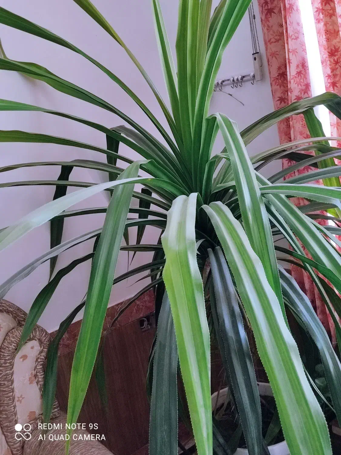 گل بزرگ|گل و گیاه طبیعی|کازرون, |دیوار