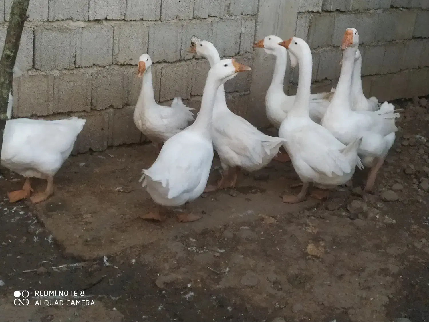 قوغاز اکراینی|حیوانات مزرعه|پرهسر, |دیوار