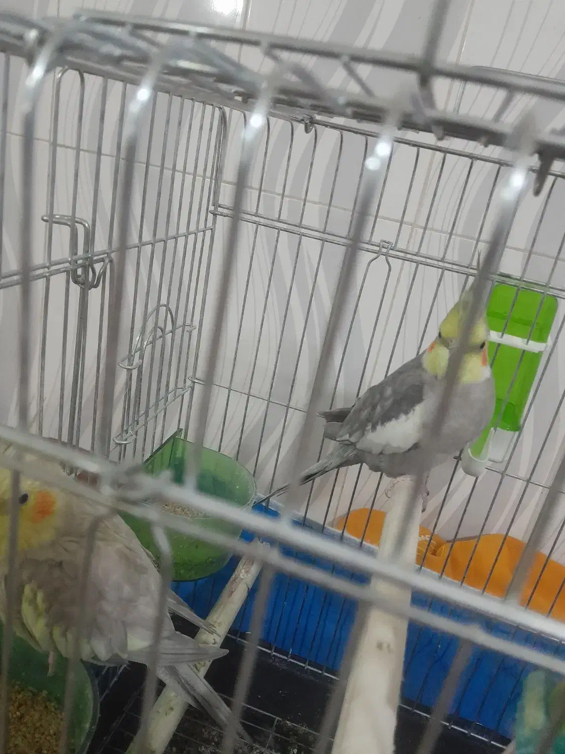 قیمت ۲۵۰۰۰۰۰۰|پرنده|قزوین, |دیوار