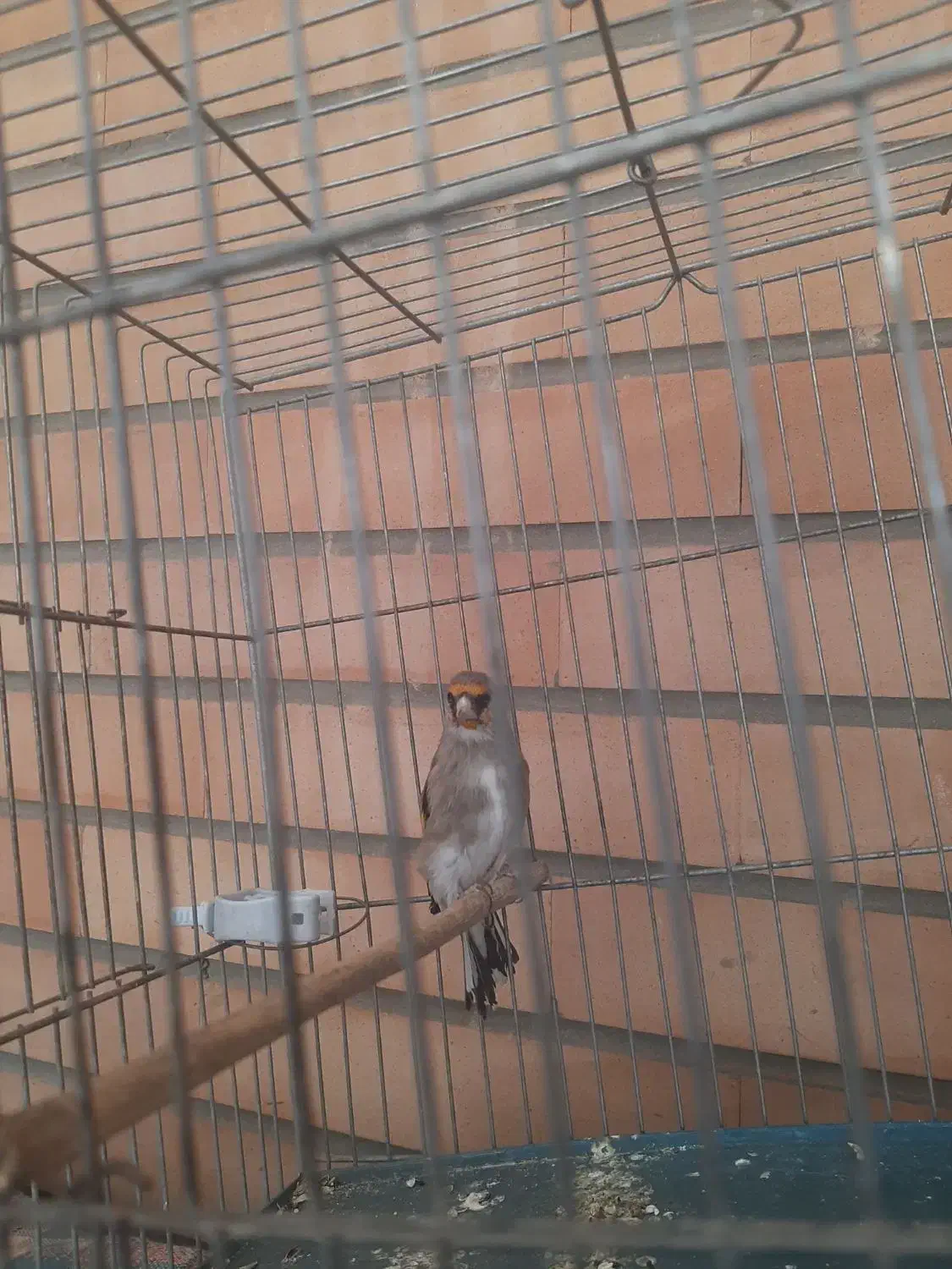 سهره نر کرمانی|پرنده|اصفهان, شهرک مهدیه|دیوار