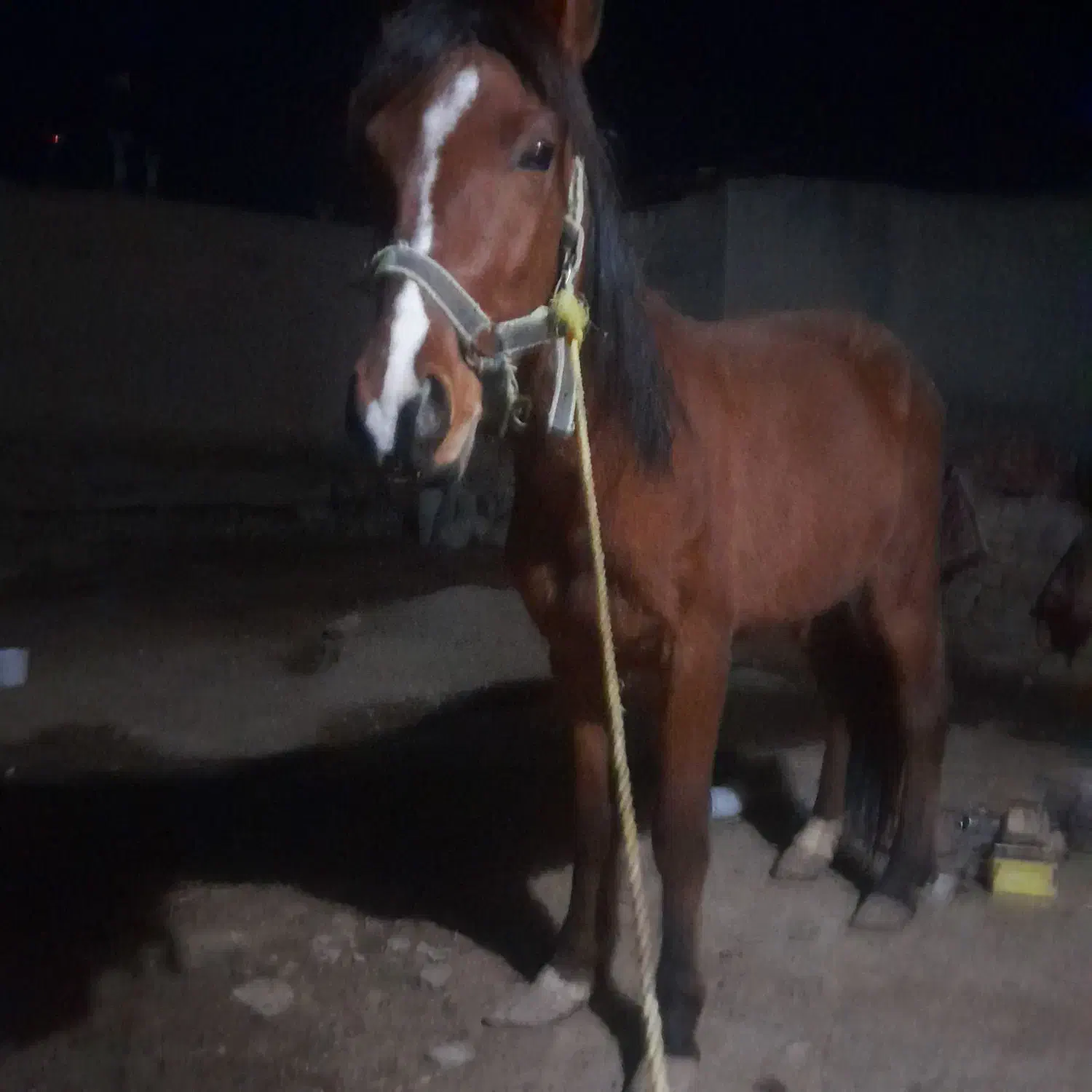 اسب|اسب و تجهیزات اسب‌سواری|چناران, |دیوار