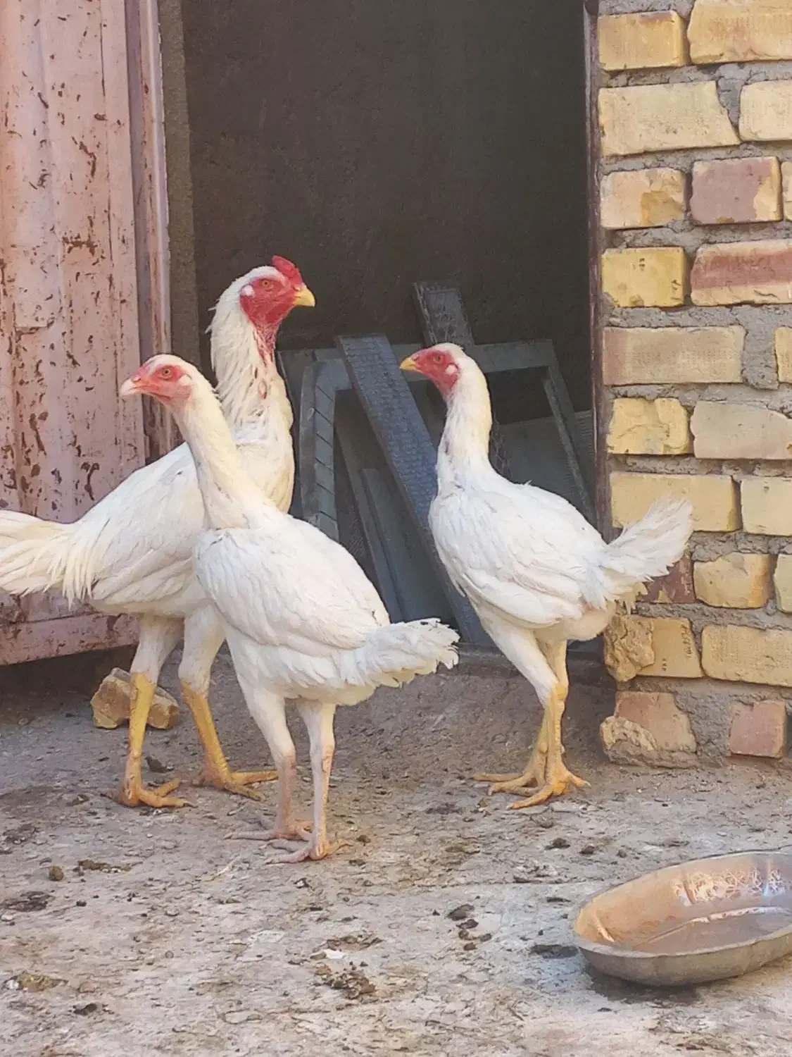 ۱خروس لاری ۲تا مرغ لاری|پرنده|خواف, |دیوار