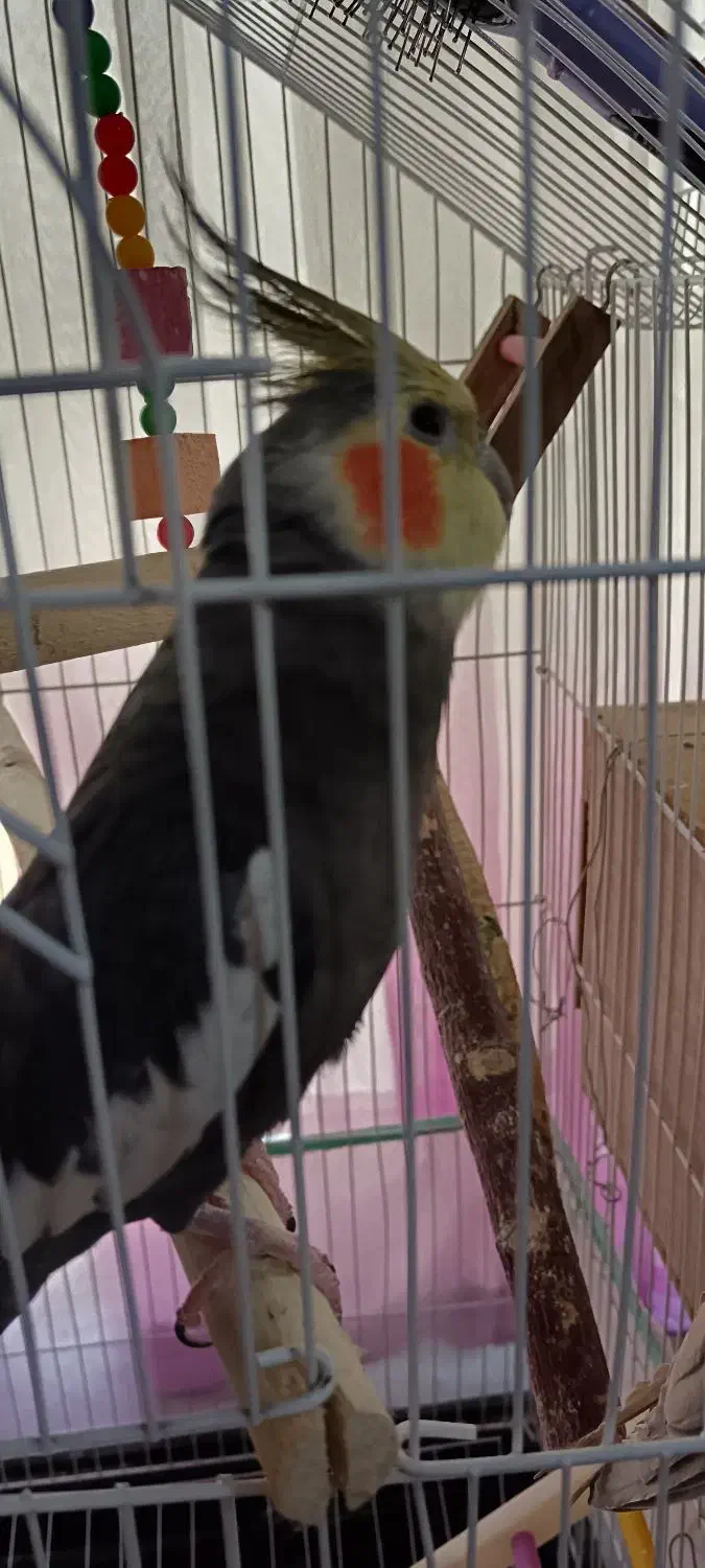 عروس هلندی|پرنده|پاکدشت, پاکدشت (مامازند)|دیوار