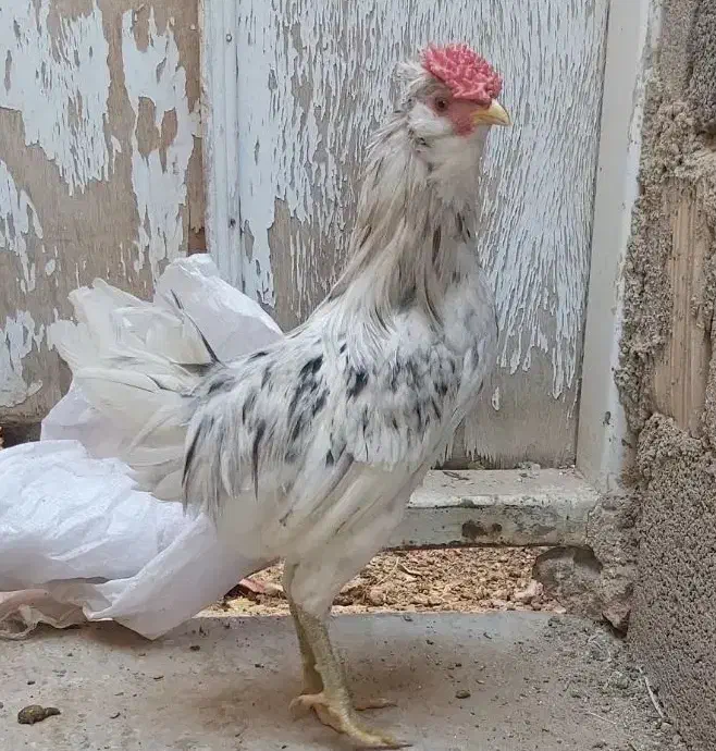 خروس گلین|حیوانات مزرعه|یزد, |دیوار