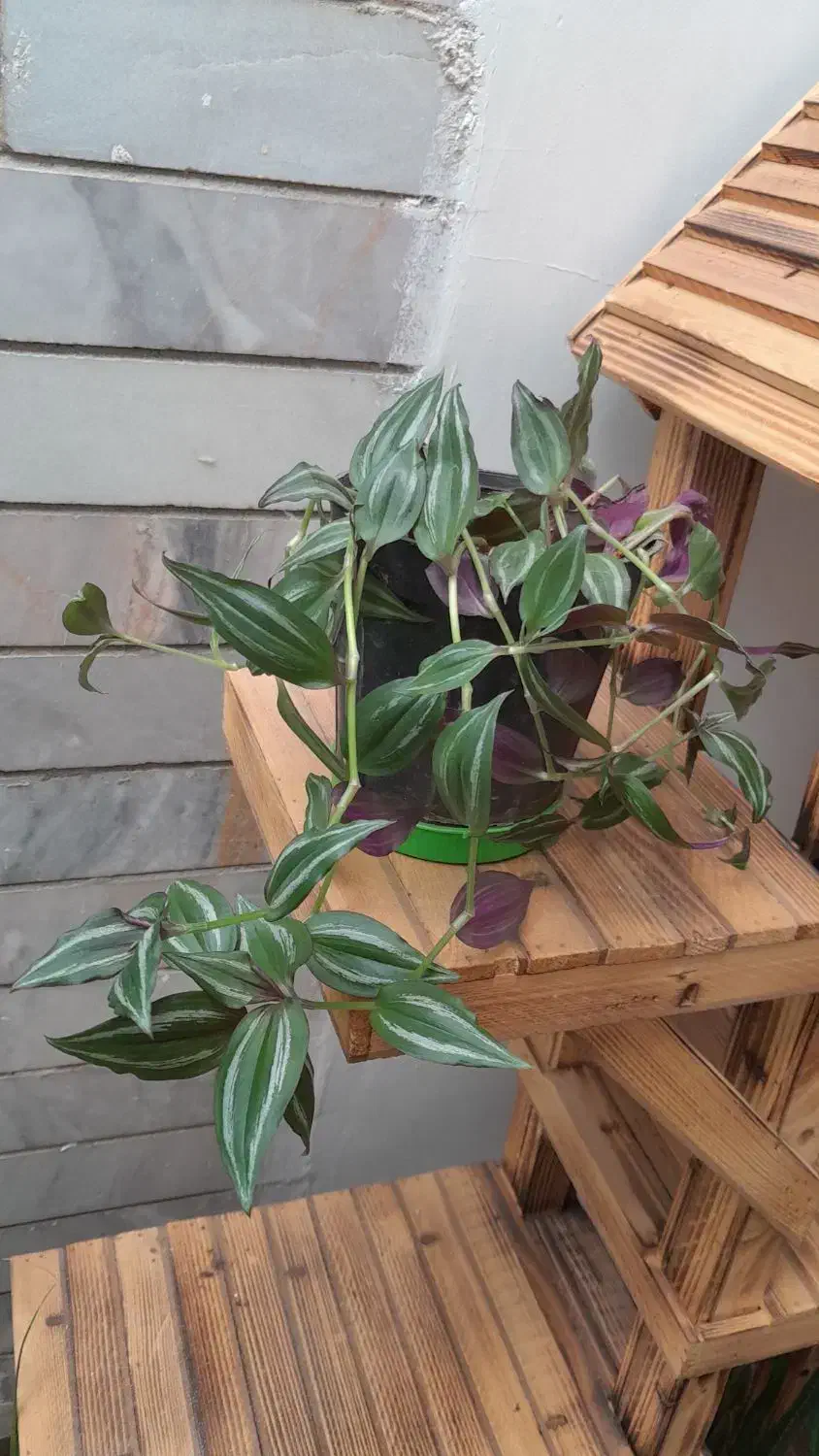 گل۸|گل و گیاه طبیعی|فسا, |دیوار