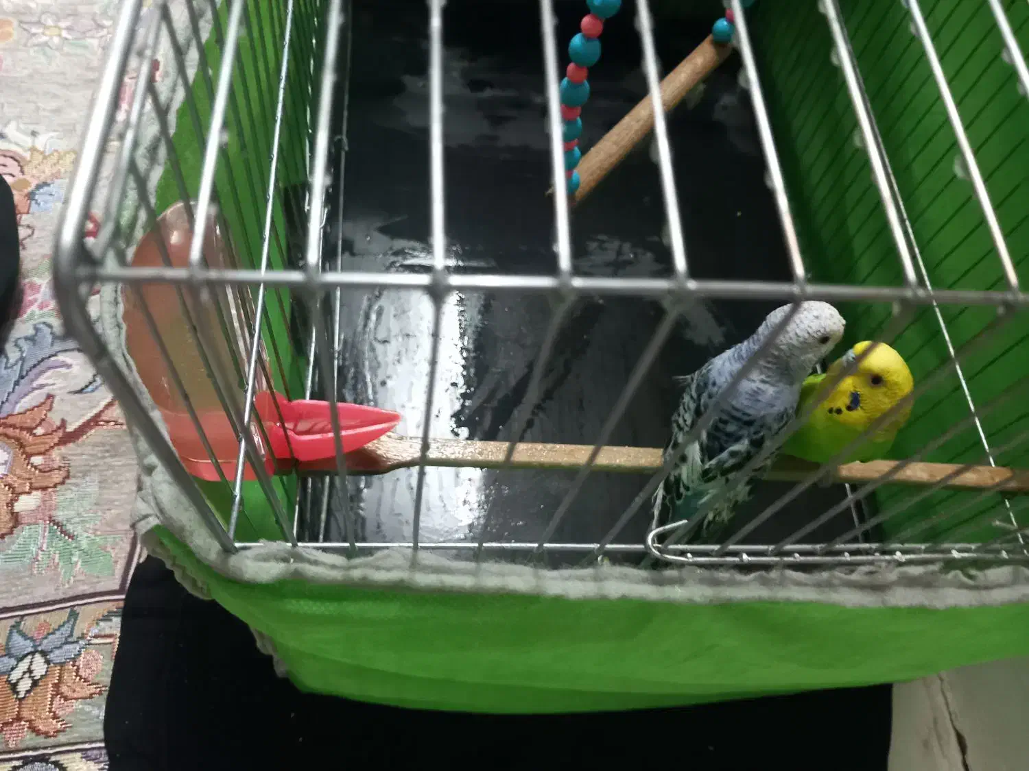 مرغ عشق|پرنده|قدس, شهر‌قدس|دیوار