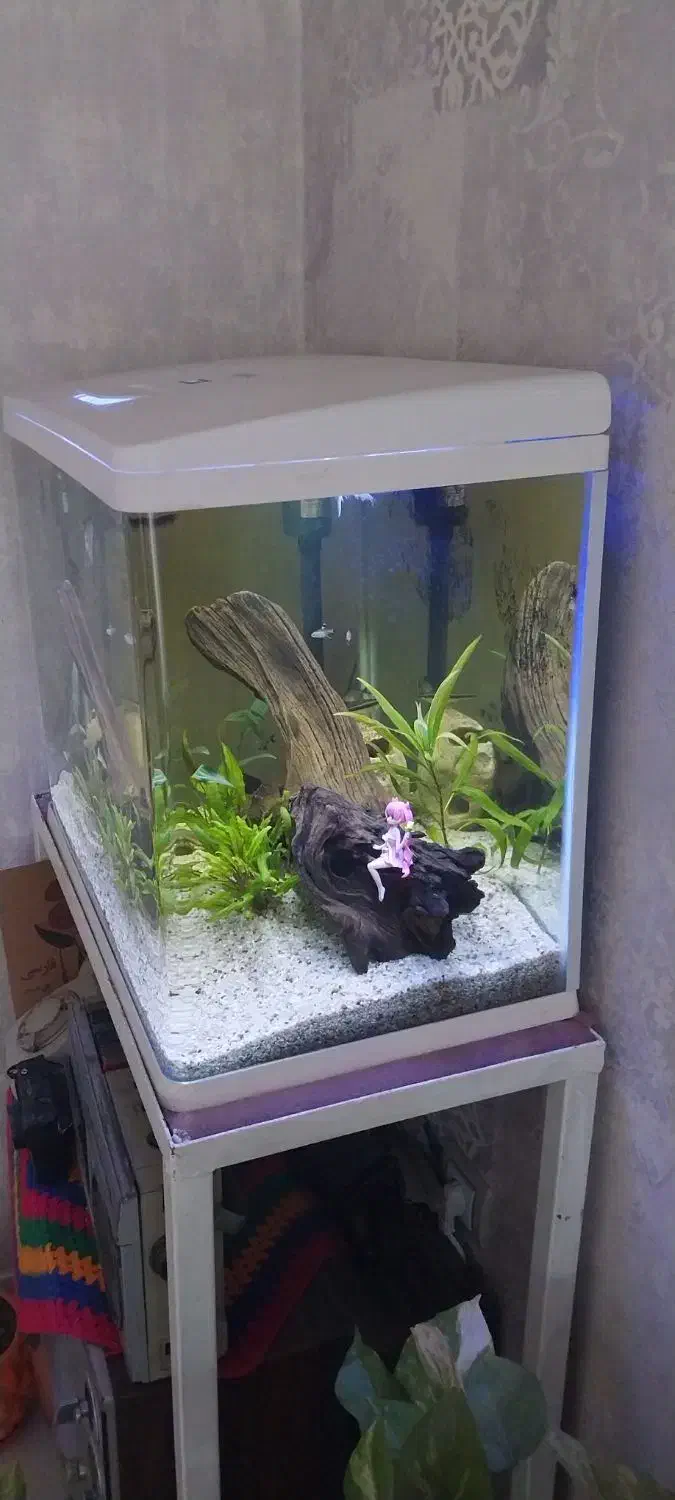 آکواریوم شیشه خم|ماهی|شیراز, نصر|دیوار