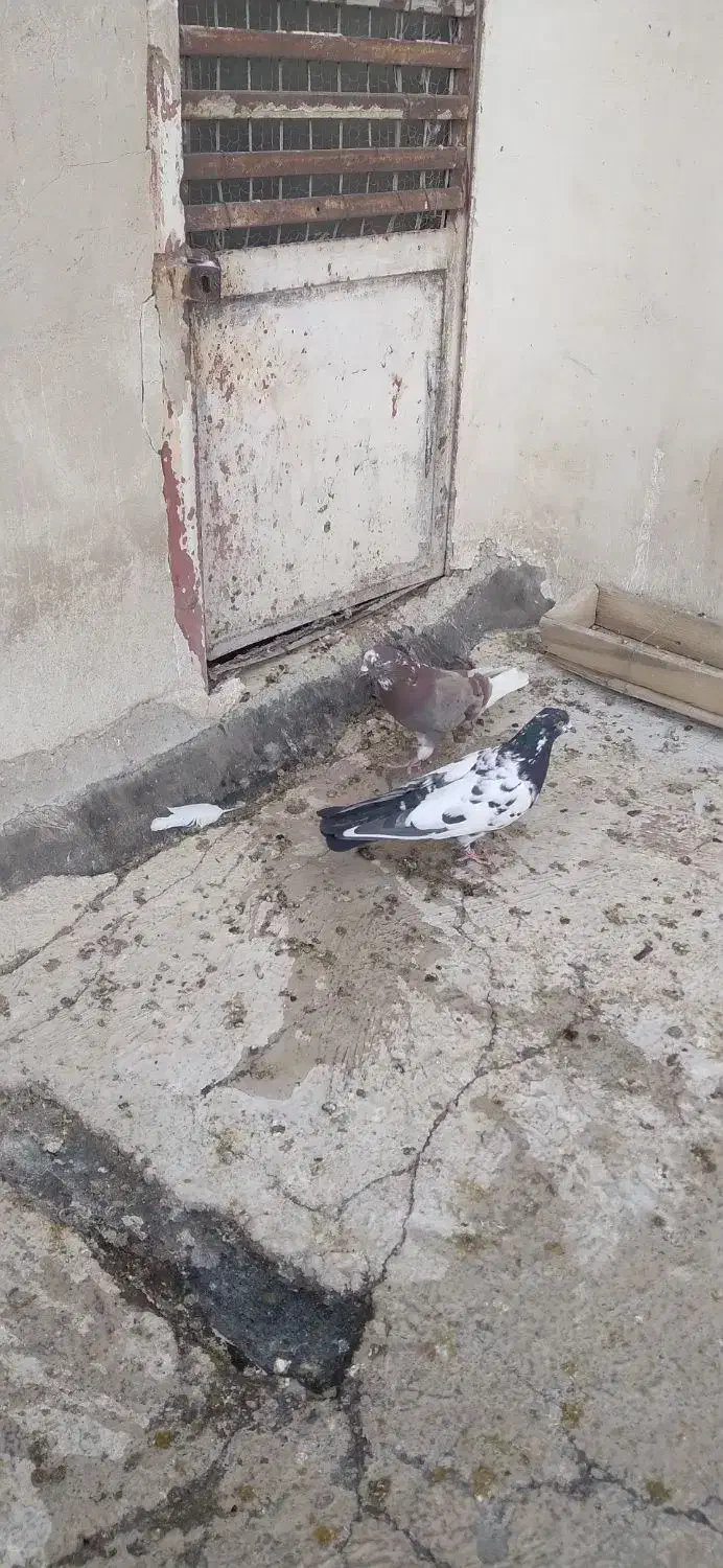 کبوتر|پرنده|آران و بیدگل, |دیوار