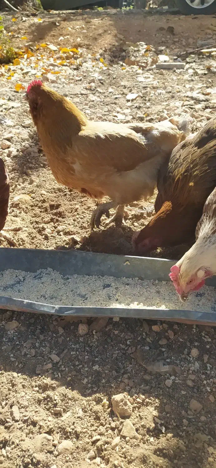 مرغ تخمگذار|حیوانات مزرعه|شیراز, شهرک قمشه|دیوار