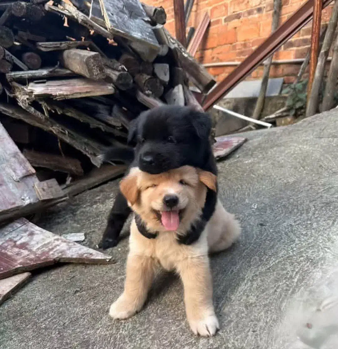 سگ پیدا شده|سگ|سنندج, |دیوار