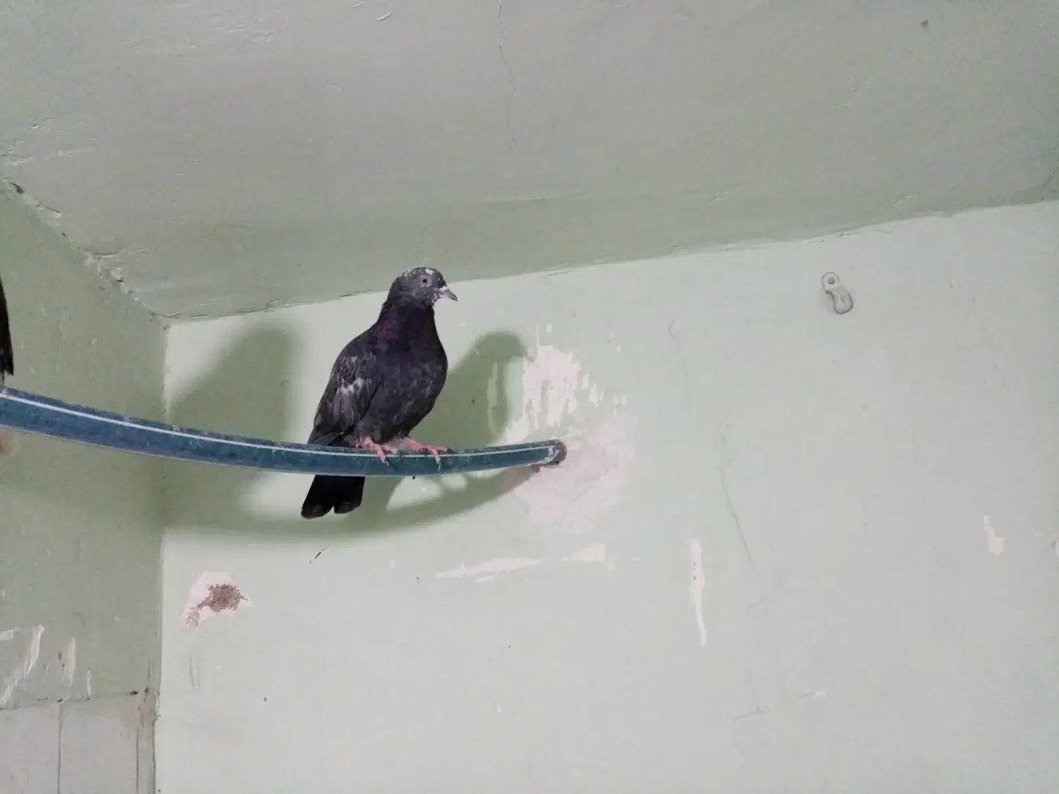 کفتر پرشی چند عدد و یک عدد نر مسافتی|پرنده|تهران, شهرک زینبیه|دیوار