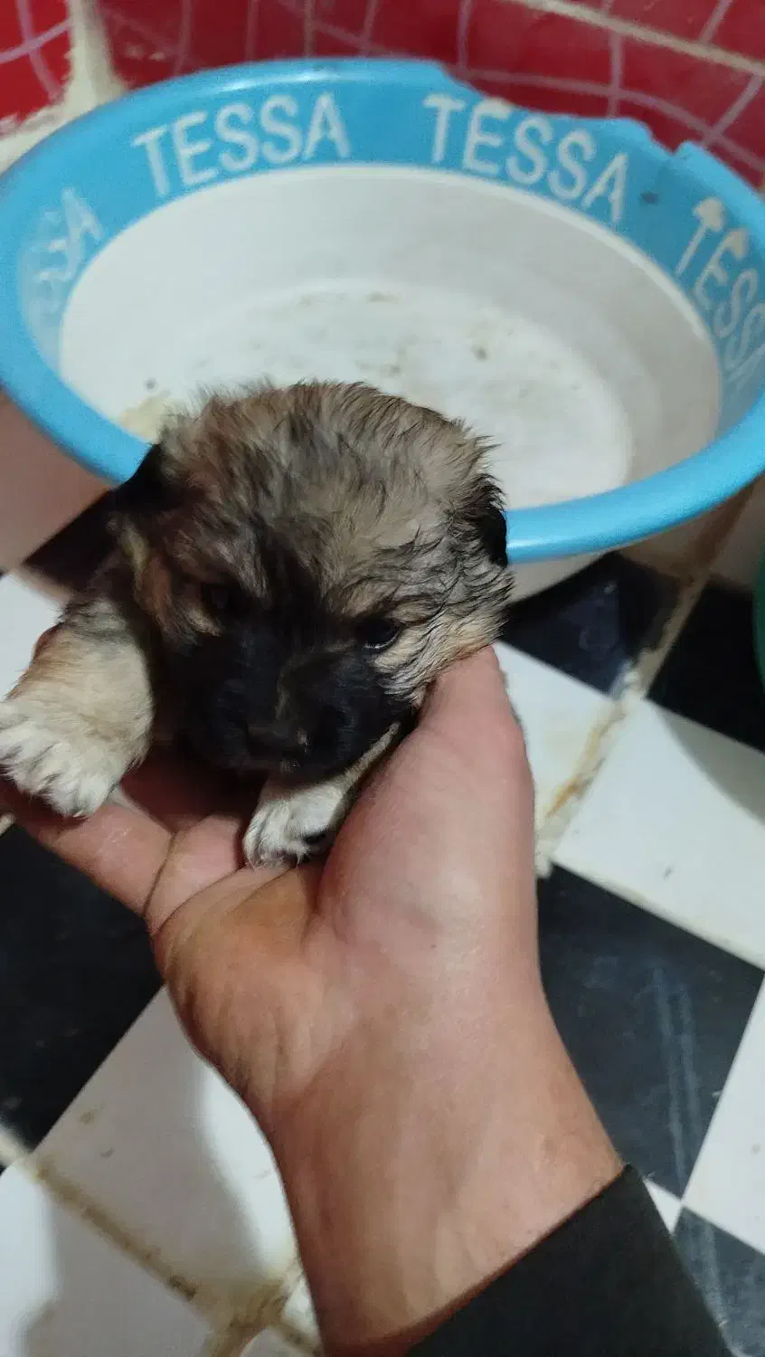 3عدد سگ پاکوتاه شیتزو|سگ|سمنان, |دیوار