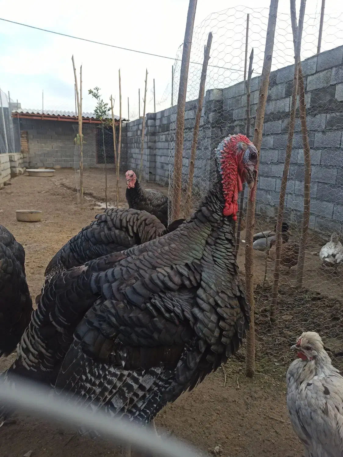 بوقلمون نر محلی|حیوانات مزرعه|سرخرود, |دیوار