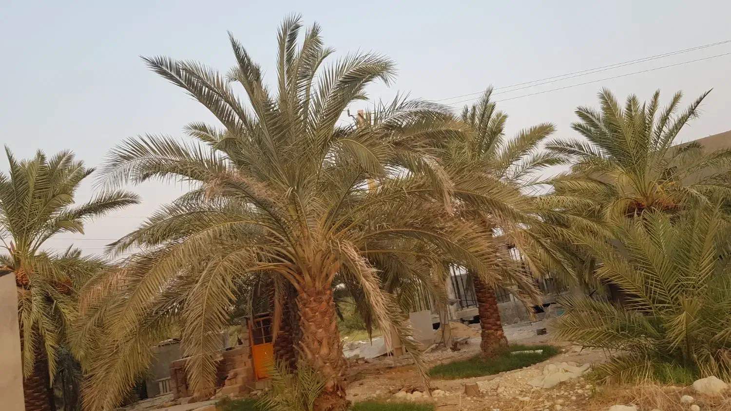 استخدام باغبان ماهر برای هرس نخل|استخدام سرایداری و نظافت|بندر کنگان, |دیوار