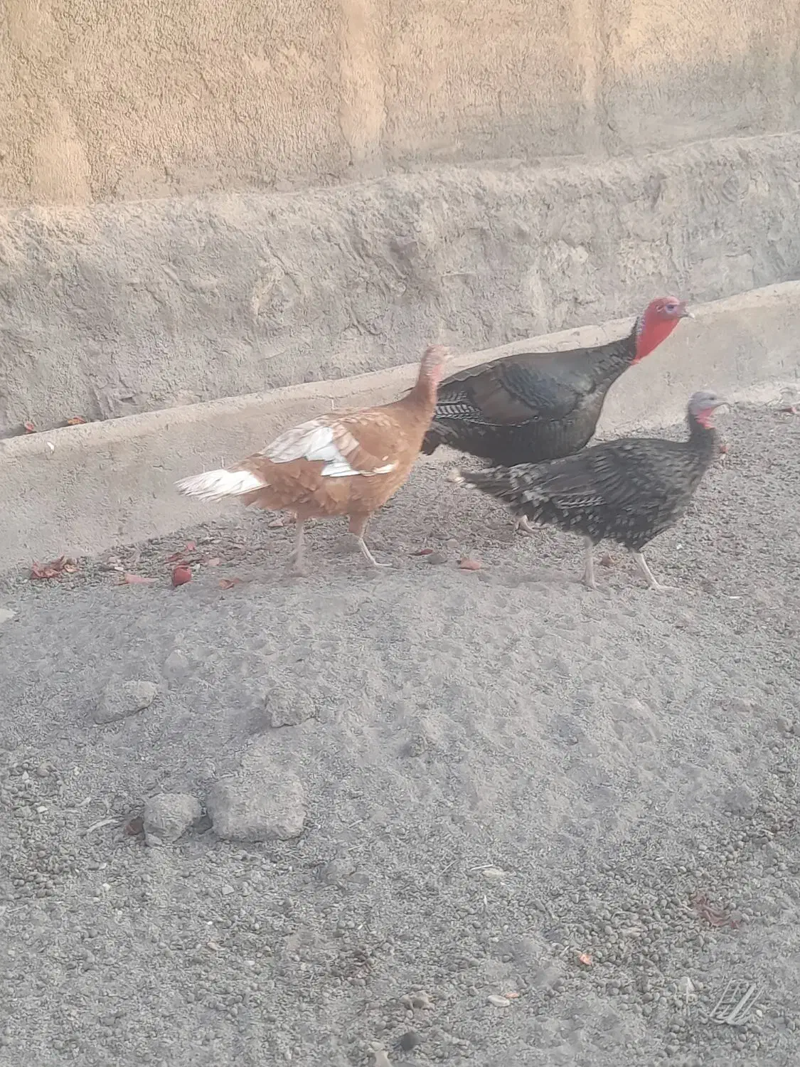 بوقلمون‌‌‌‌.کفتر‌.مرغ‌‌‌‌.جوجه‌بوقلمون‌|حیوانات مزرعه|قم, شهر قائم|دیوار