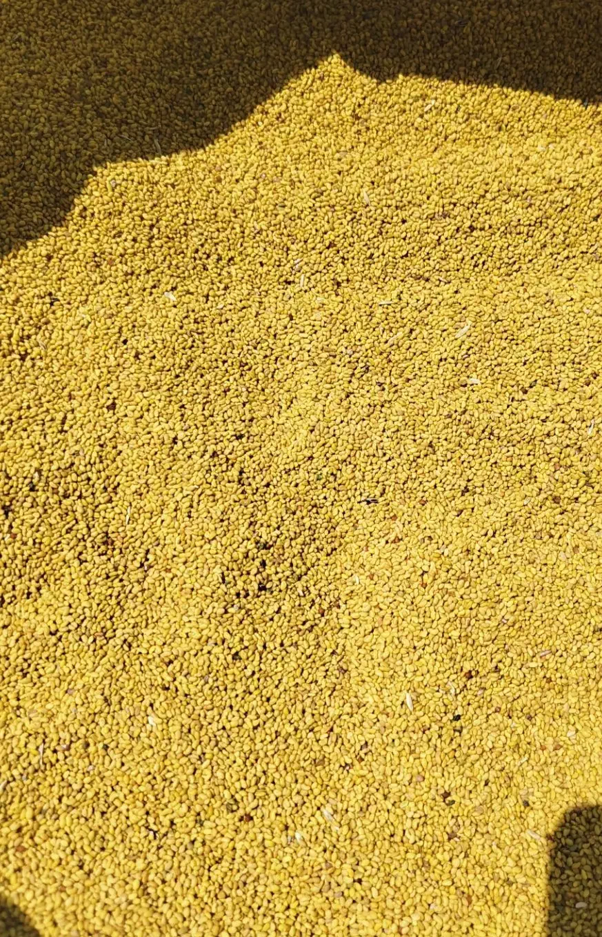 بذریونجه وگندم رقم کلکتور|خدمات باغبانی و درختکاری|بیله سوار, |دیوار