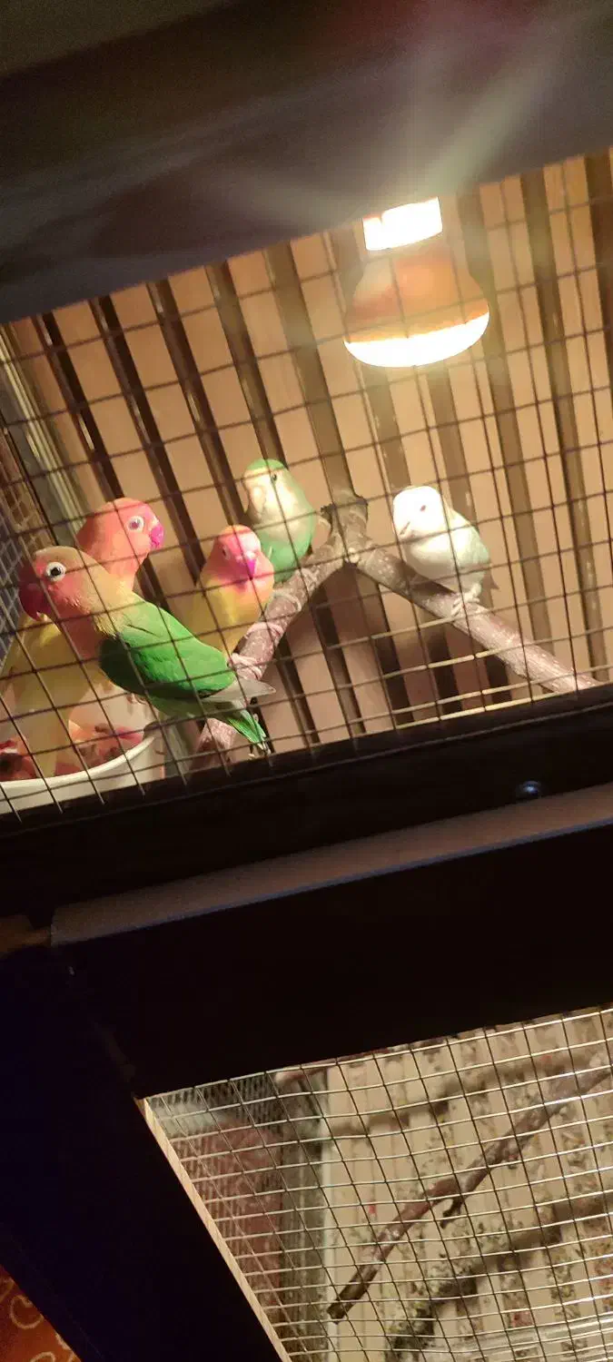 طوطی برزیلی|پرنده|شوش, |دیوار