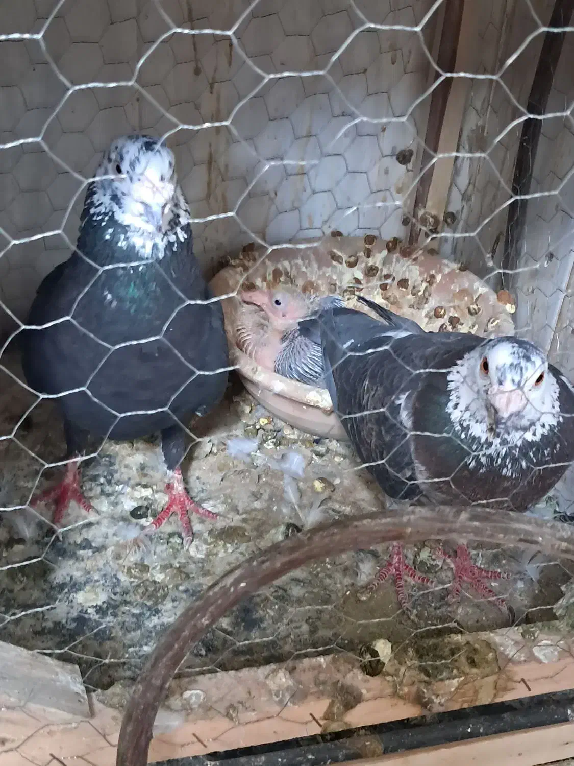 کفتر جفتگاه قفس جفتگاه|پرنده|مشهد, هدایت|دیوار