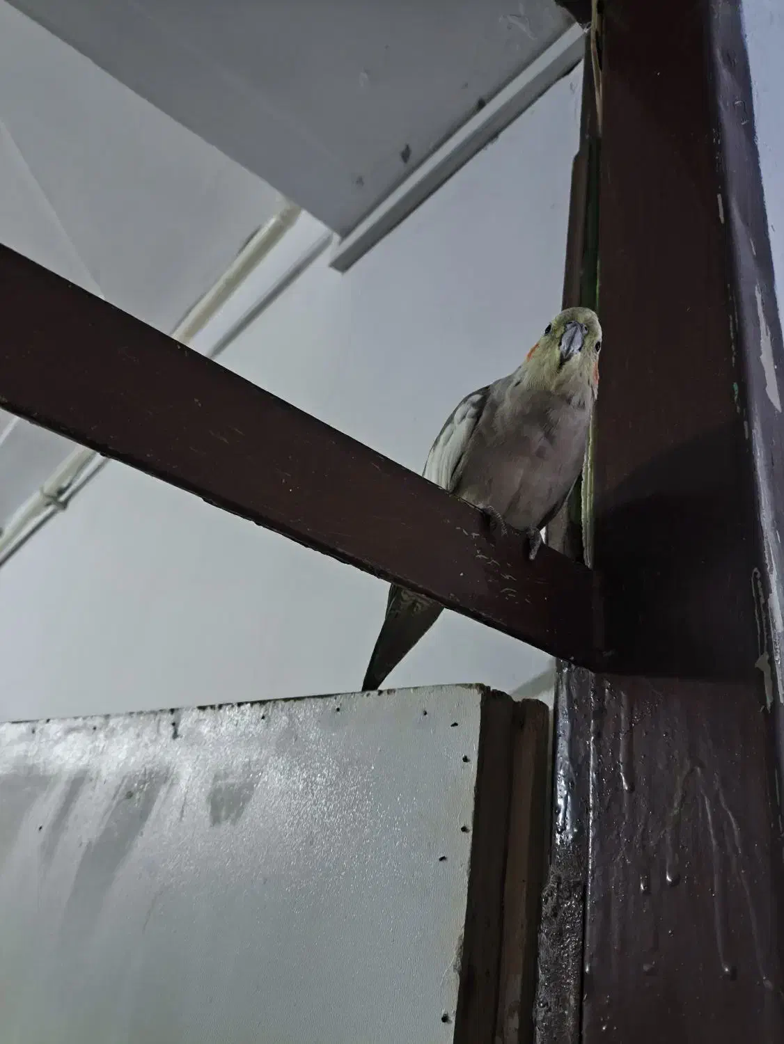 عروس هلندی ماده|پرنده|ملکشاهی, |دیوار