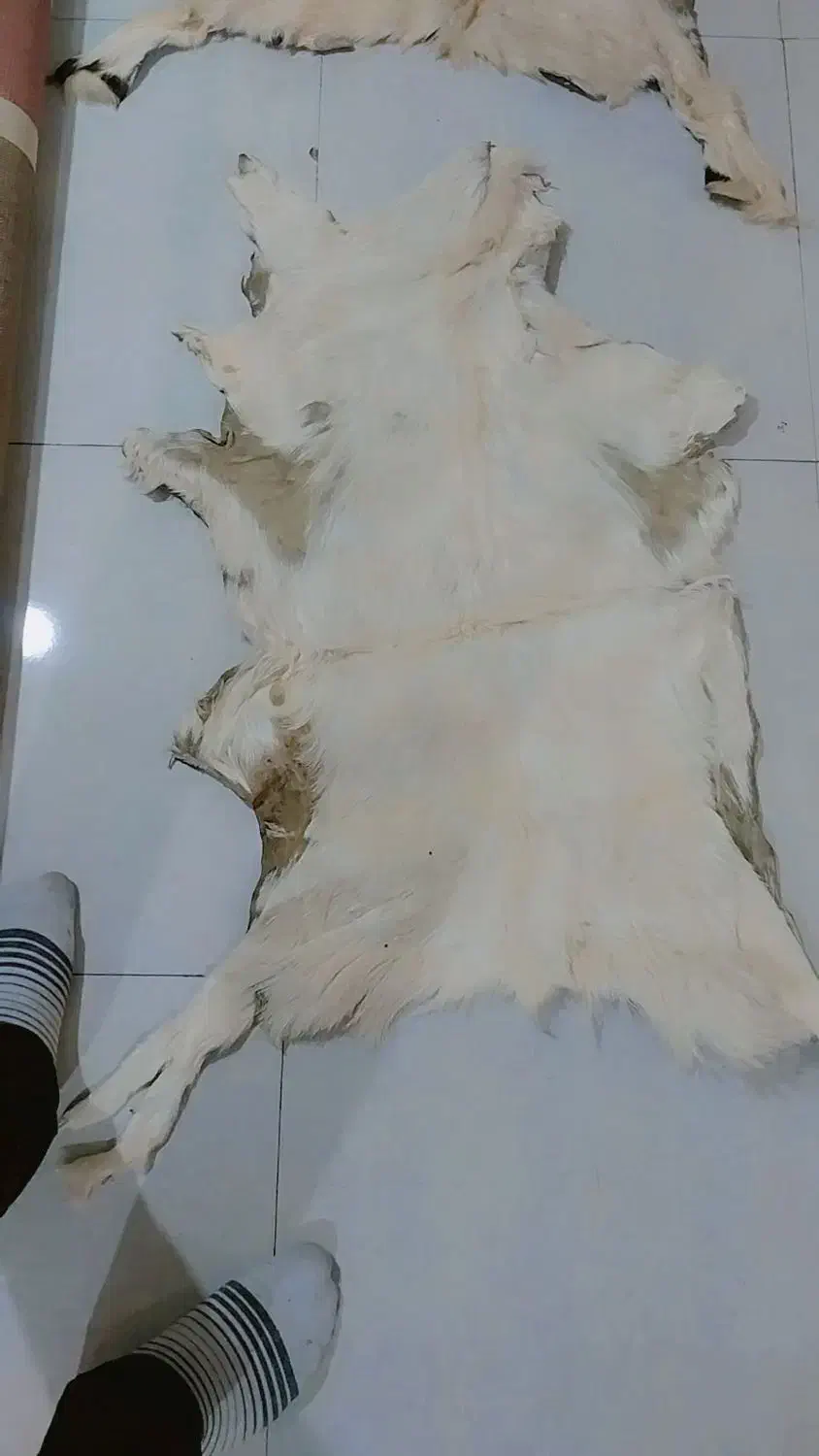 پوست گوساله تودلی زیر انداز|پادری|تهران, استاد معین|دیوار