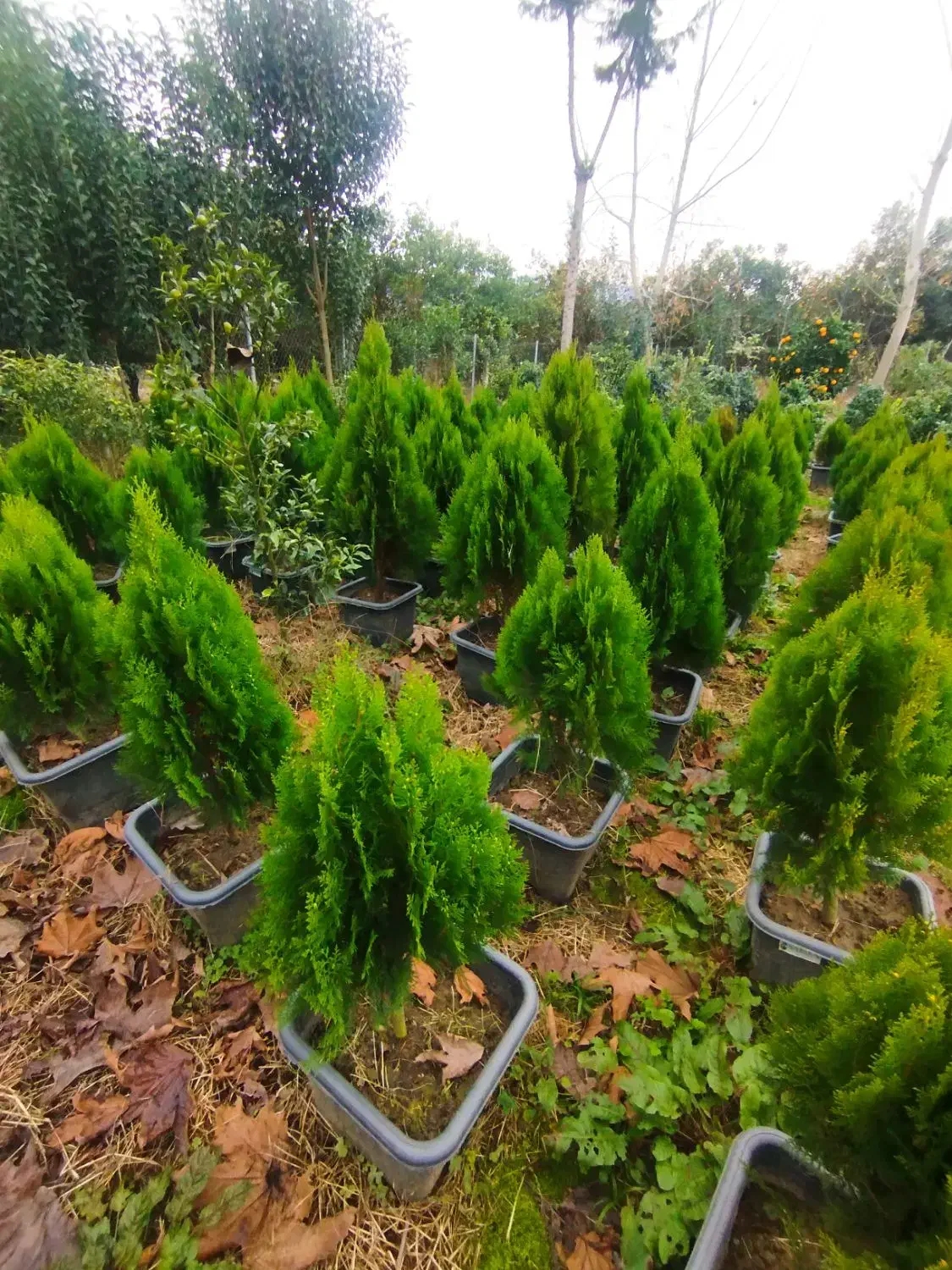 کامیس|گل و گیاه طبیعی|نشتارود, |دیوار