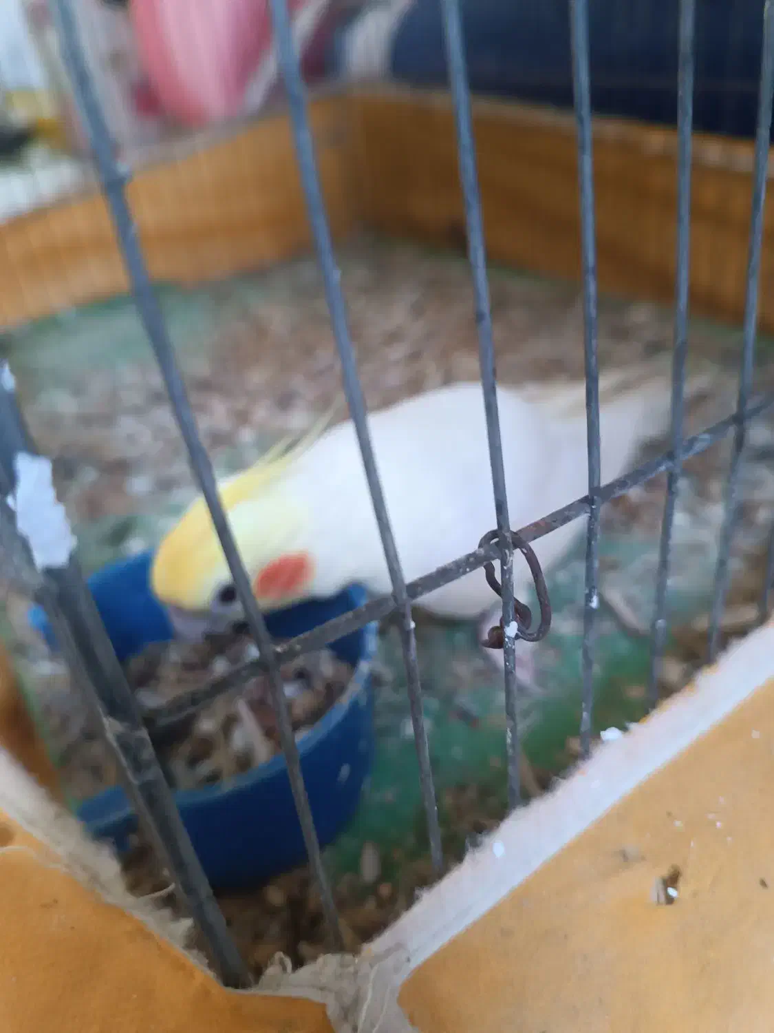 عروس هلندی|پرنده|میناب, |دیوار