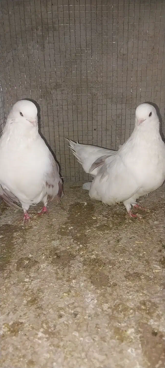 دوجفت دوکت سرو نک ریز کشیده بلند و یک جفت سرخ|پرنده|خمینیشهر, |دیوار