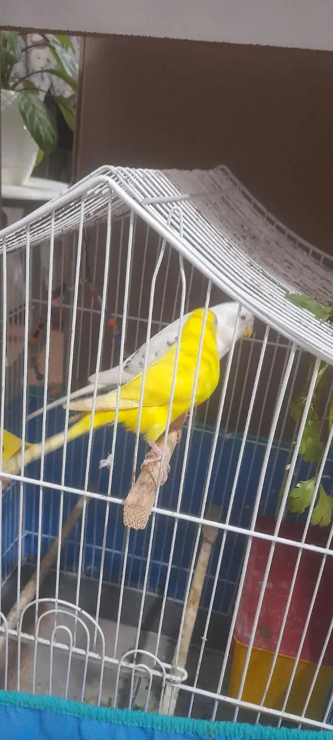 ۳جفت مرغ عشق|پرنده|لوندویل, |دیوار