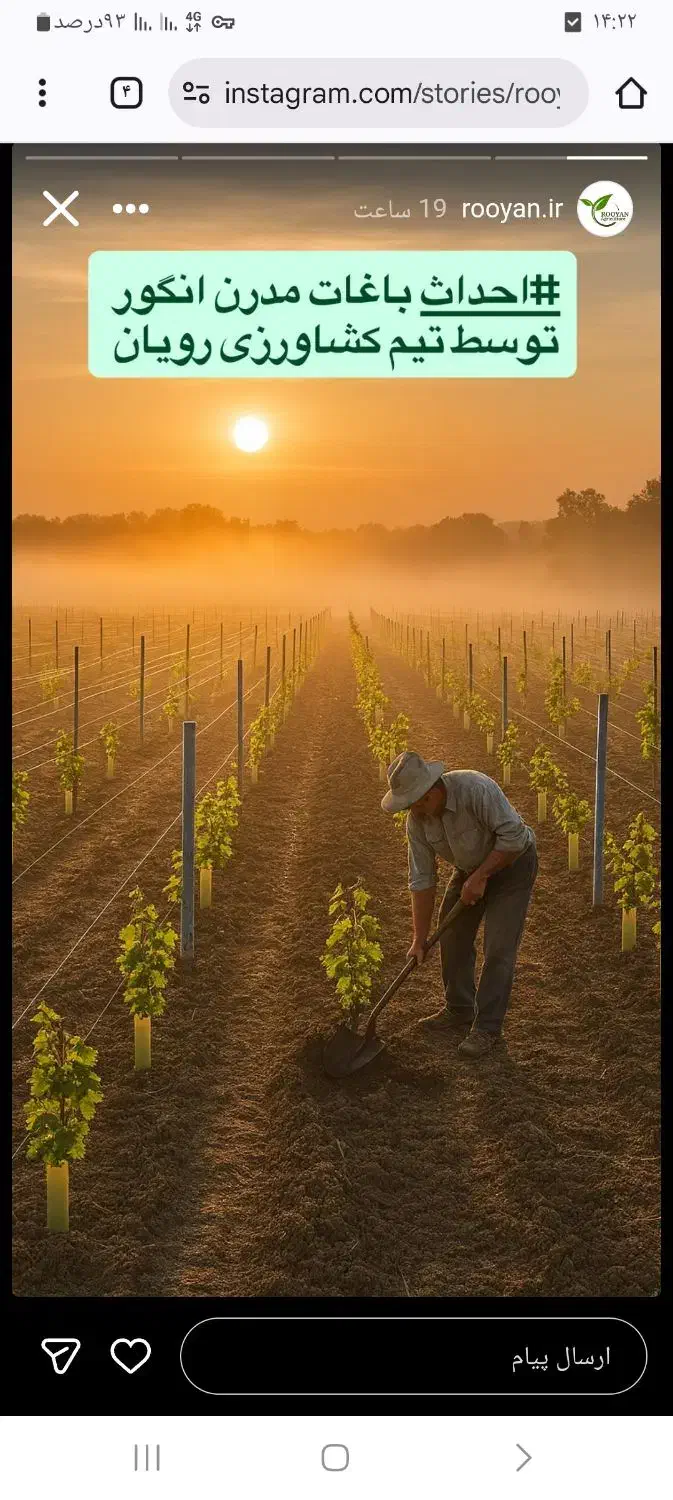 نهال انگور ترکمن ۴ ( گلدانی )|گل و گیاه طبیعی|لردگان, |دیوار