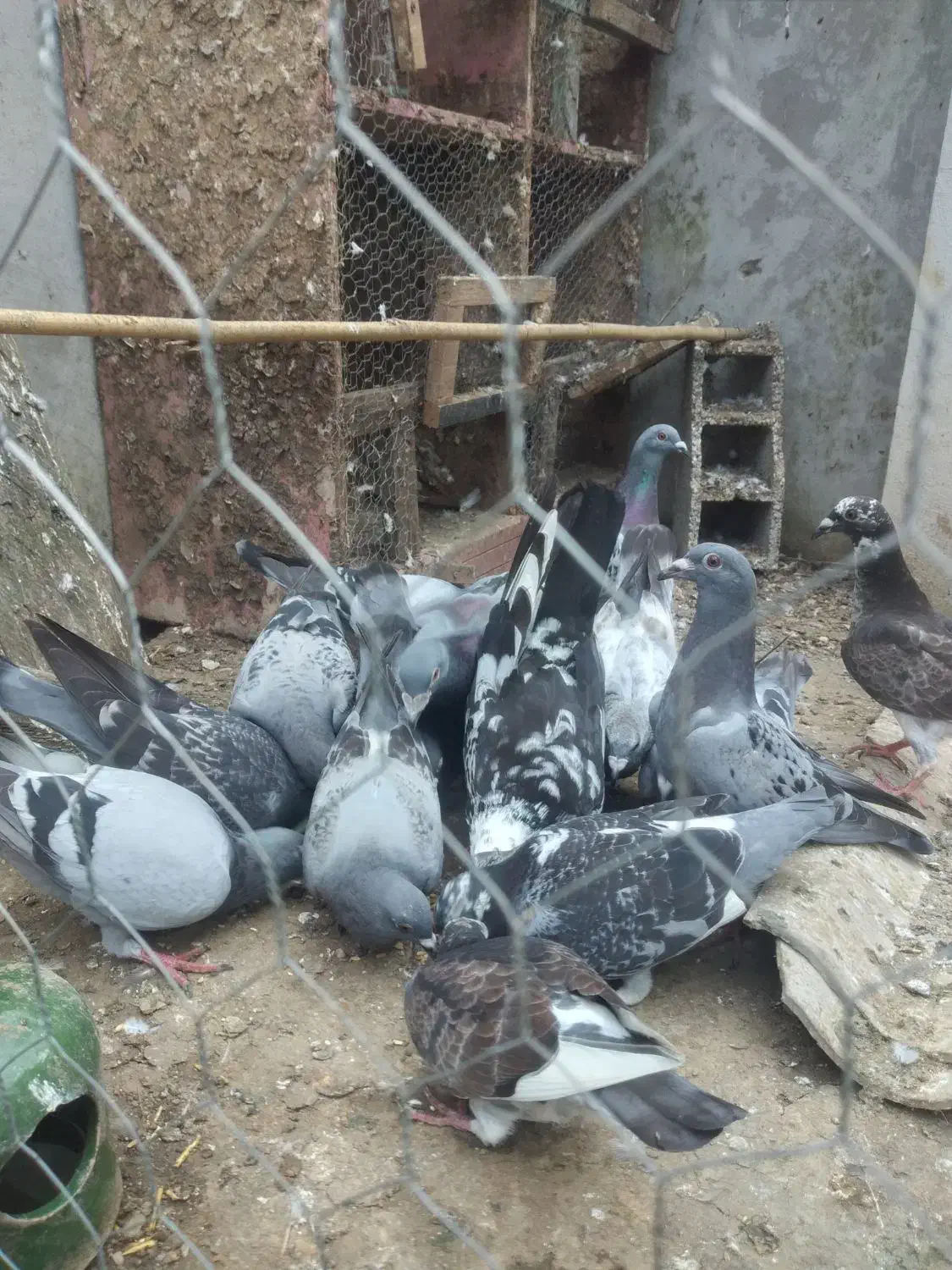 کبوتر پلاکی .مسافتی.|پرنده|کتالم و سادات شهر, |دیوار