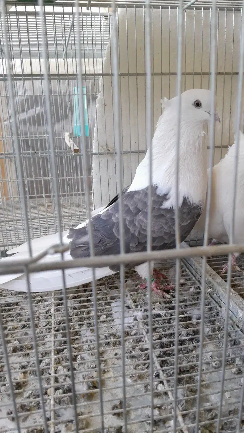 کبوتر دکور پشتار|پرنده|نقده, |دیوار