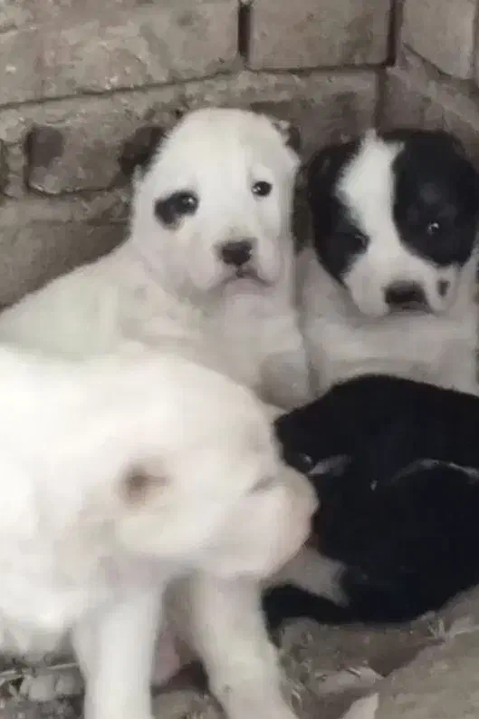 الابای ترکمن و روس وترکمن نگهبان گله ای|سگ|تبریز, |دیوار