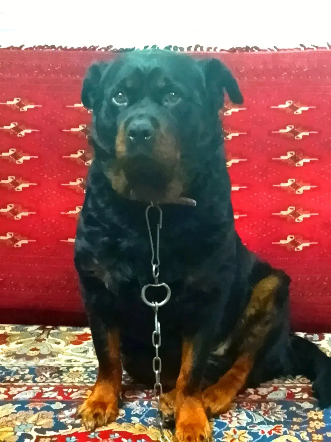 سگ ماده دوساله رتوایلر|سگ|شیروان (خراسان), |دیوار