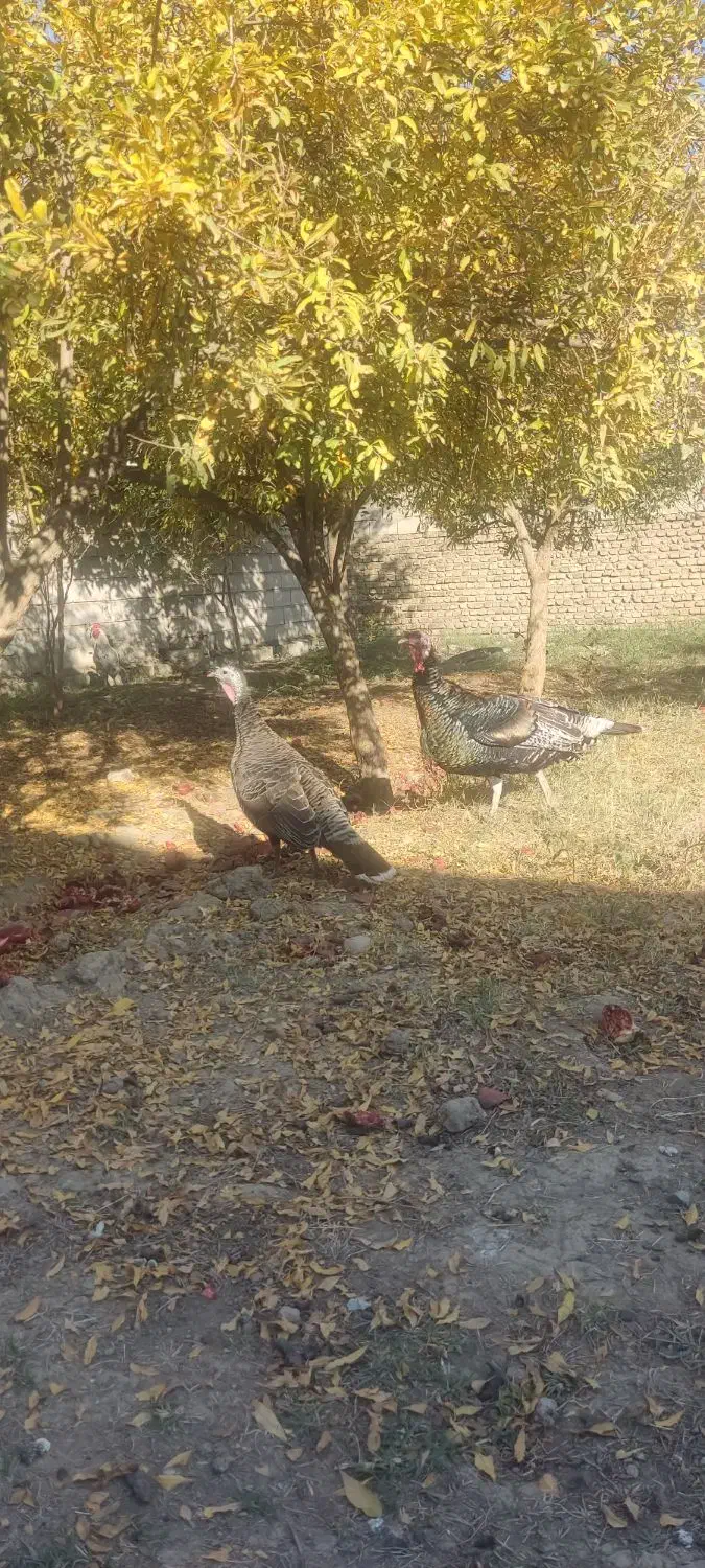 بوغلمون|حیوانات مزرعه|گنبد کاووس, |دیوار