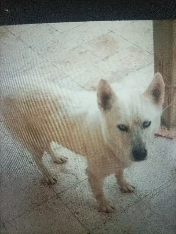 سگ هاسکی|حیوانات|شاندیز, |دیوار