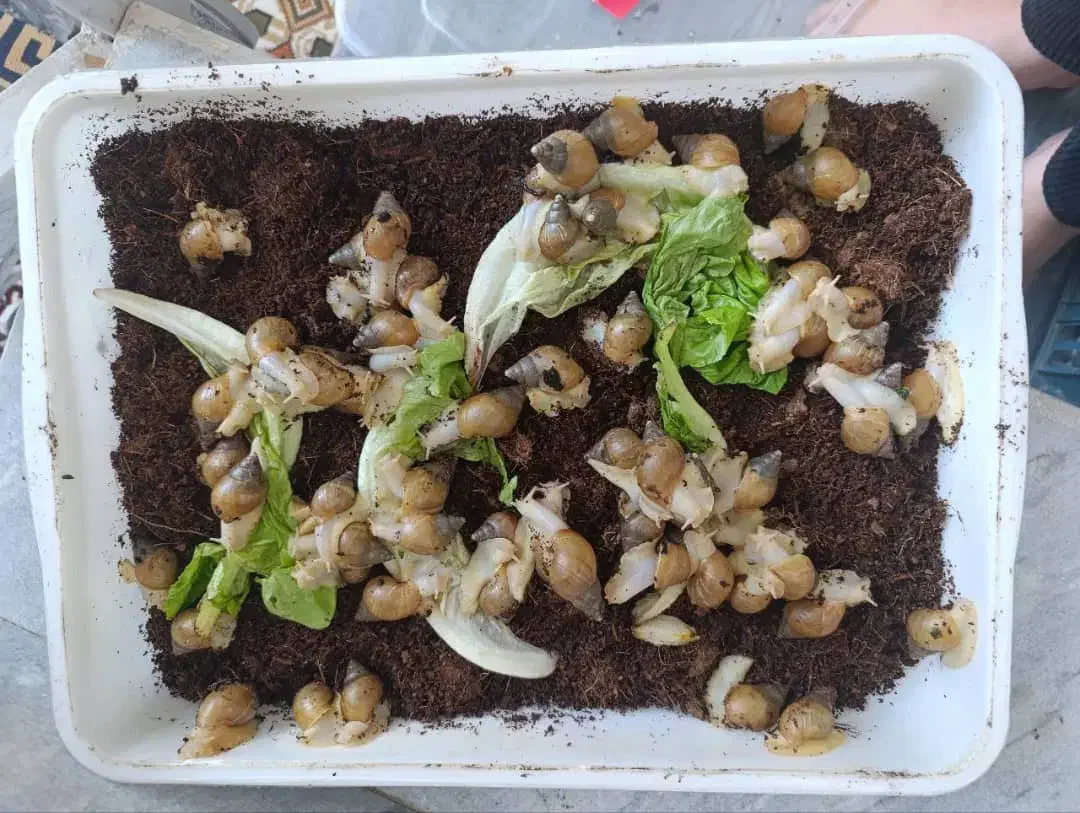 حلزون آلبینو|خزنده|تبریز, |دیوار