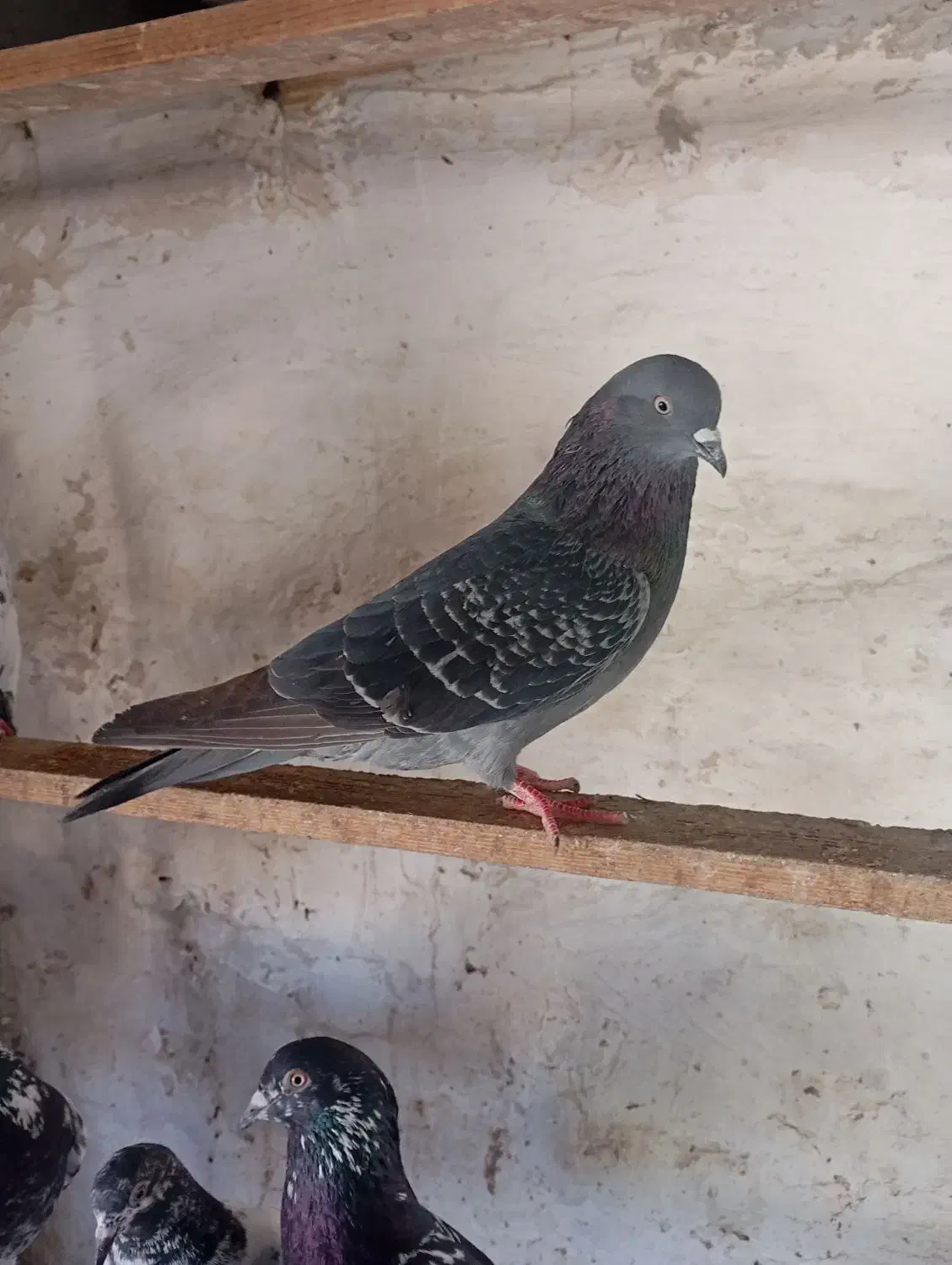 کبوتر|پرنده|قشم, |دیوار