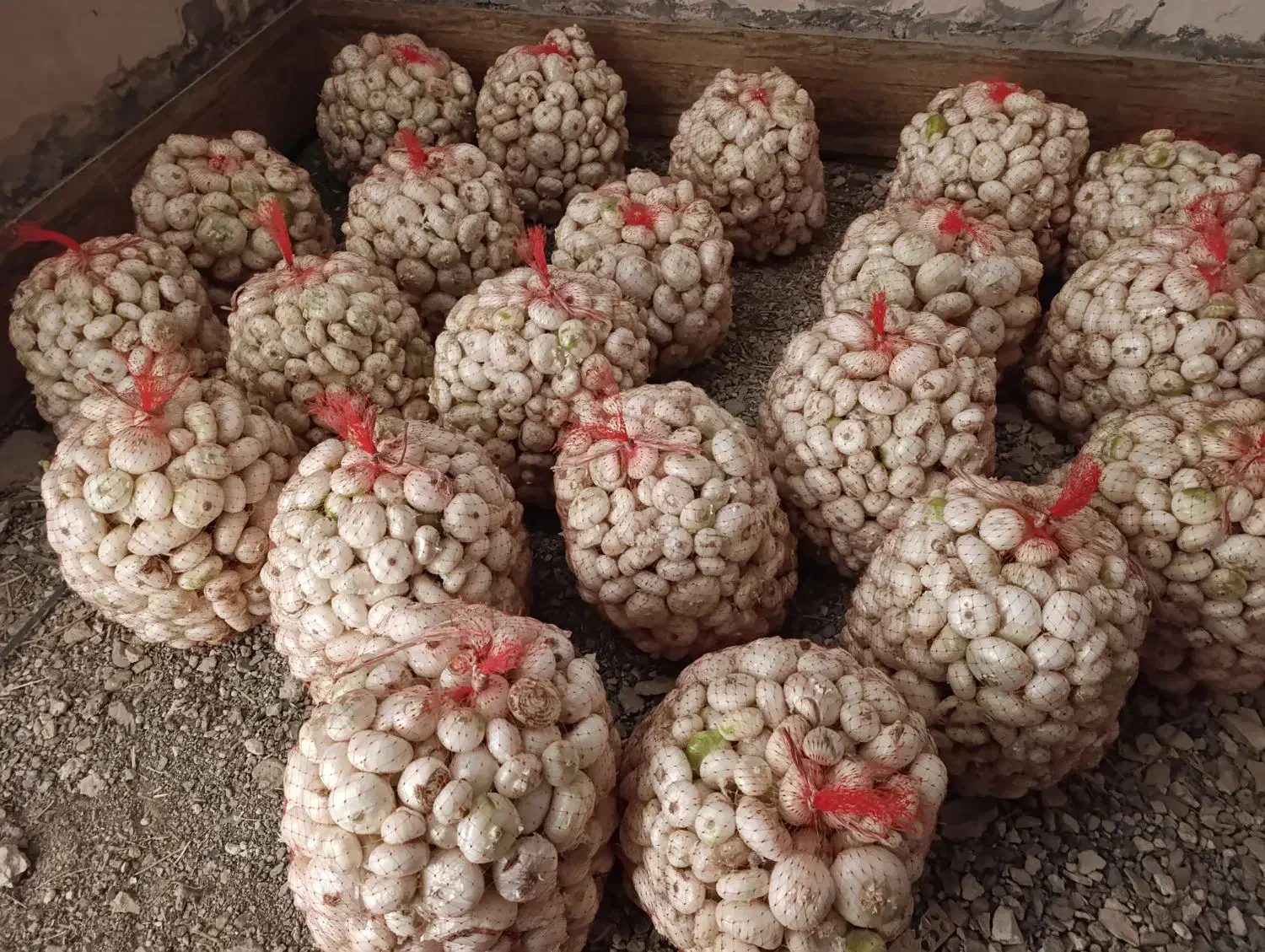 پیاز درجه یک شیرین|خوردنی و آشامیدنی|رشتخوار, |دیوار