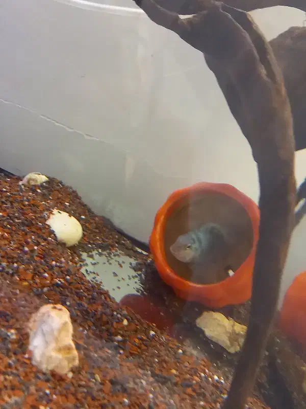 جفت سیچلاید مولد|ماهی|بجنورد, |دیوار