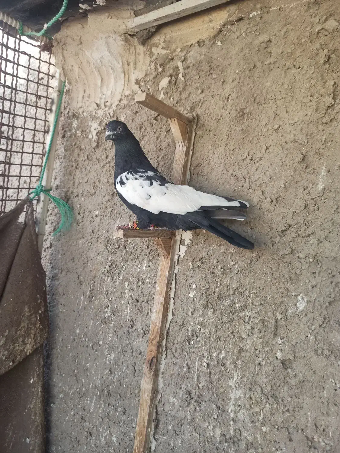 سینه سیاه بزن سوسنی دم سفید|پرنده|شیراز, دروازه قران|دیوار
