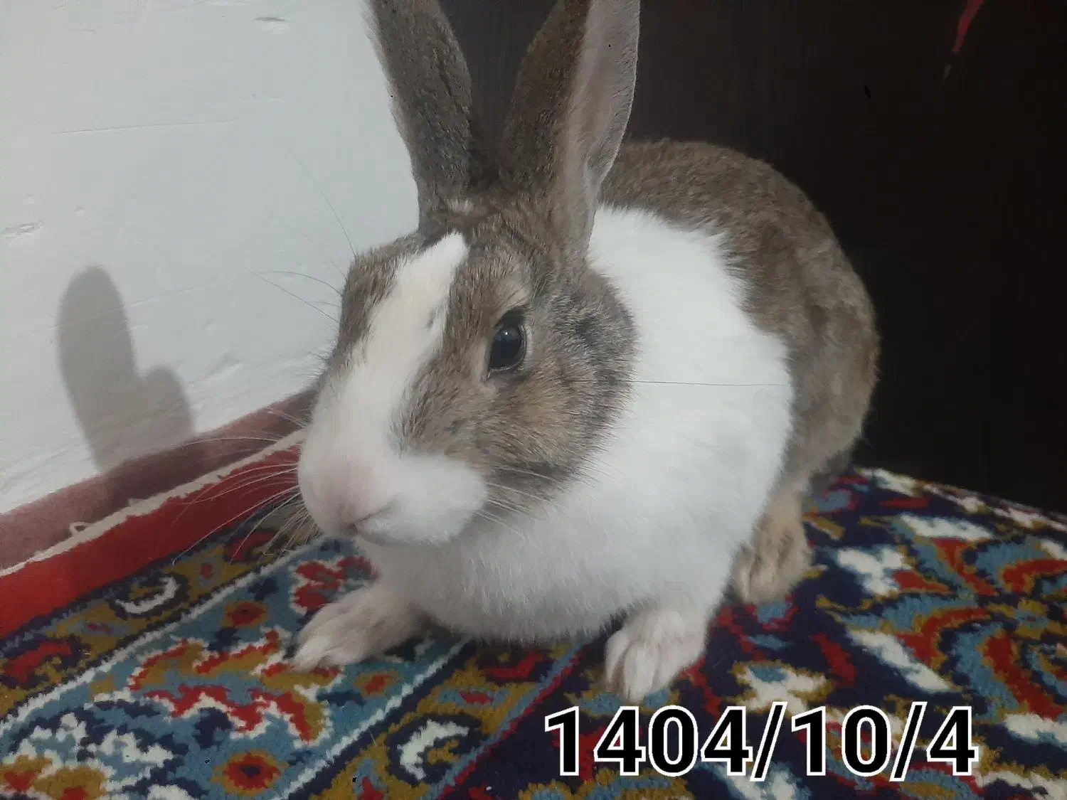 خرگوش|موش و خرگوش|سنندج, |دیوار