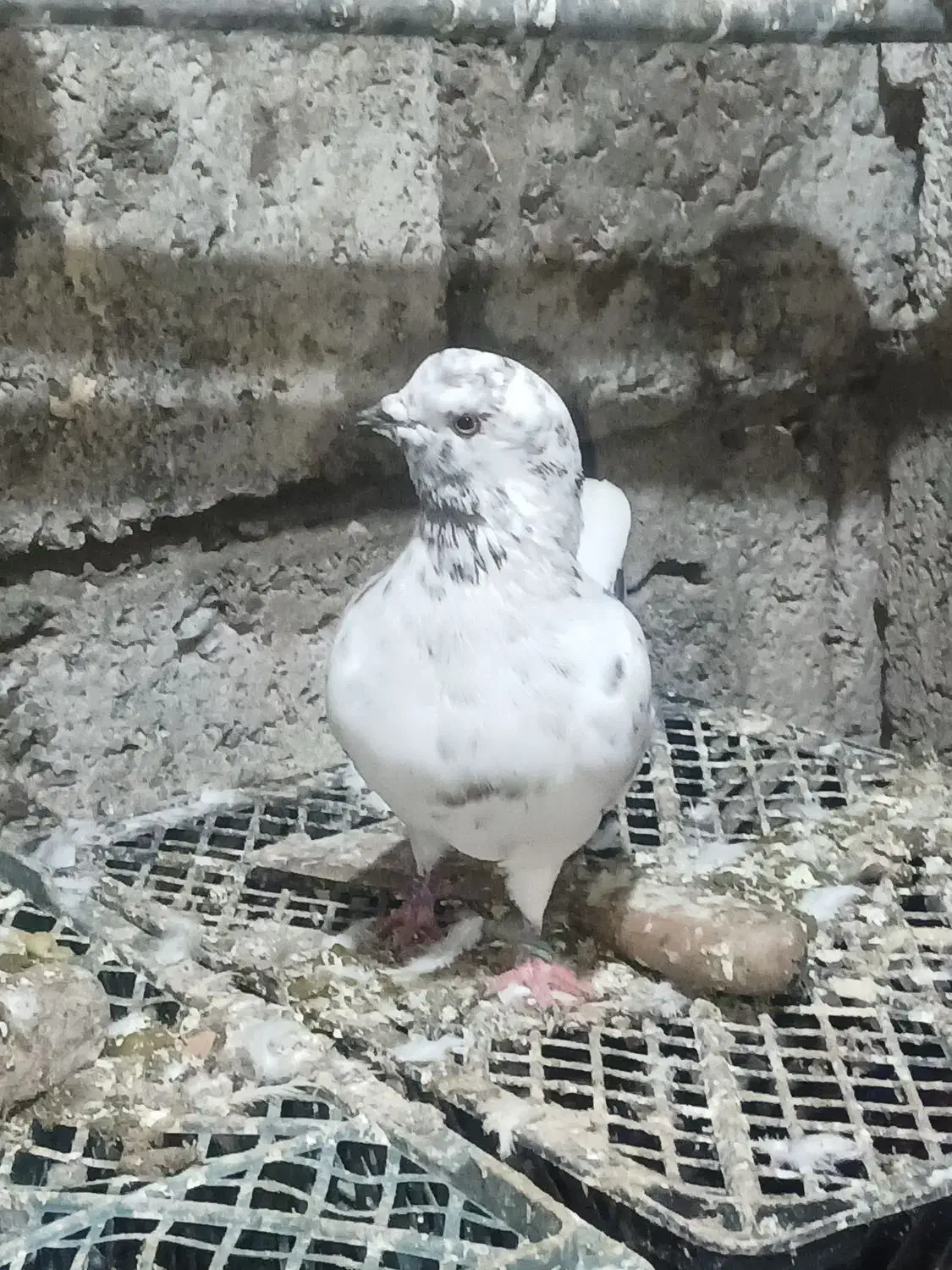 حیون تمیزی هست|پرنده|فریدون‌کنار, |دیوار