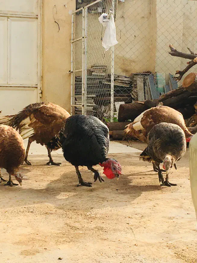 بوقلمون امریکایی|حیوانات مزرعه|اهواز, آریاشهر|دیوار