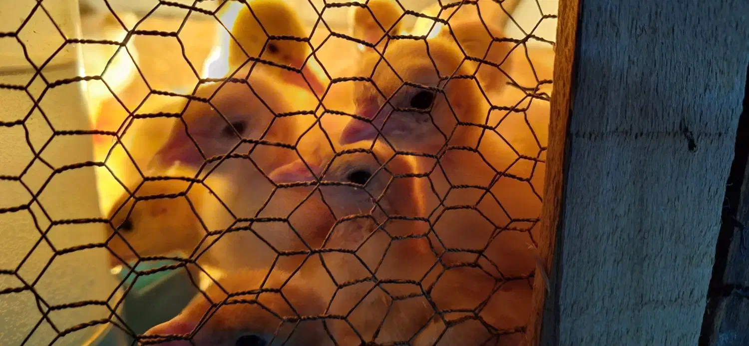 جوجه بوقلمون بیوتی سیکس|حیوانات مزرعه|قائم‌شهر, |دیوار