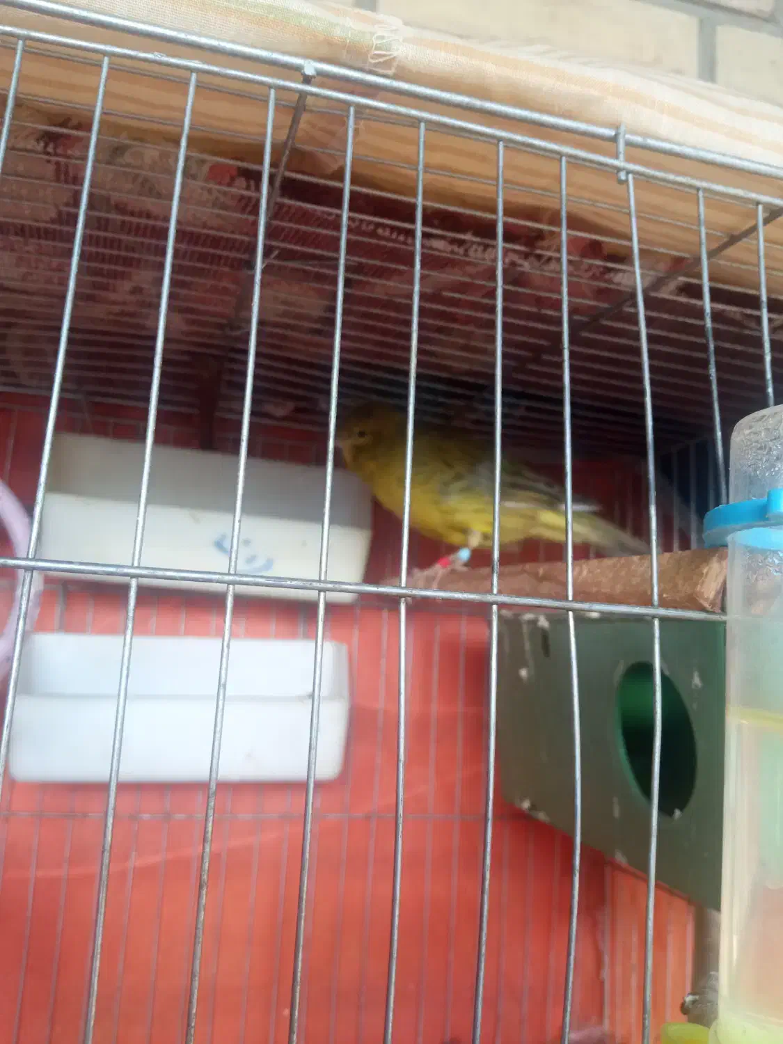 قناری نر|پرنده|بهبهان, |دیوار